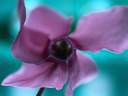 thumbs/Purple flower.jpg